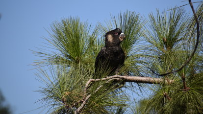 Perth housing estate developers fined $250,000 for clearing black cockatoo habitat