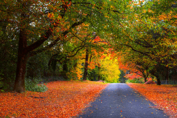A carpet of autumn leaves lines the road of the township of Mt Wilson in the Blue Mountains.