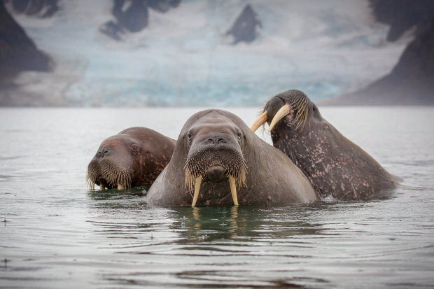 Three walruses swimming in Svalbard.  