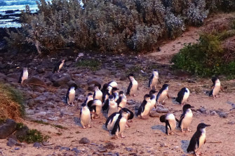 Phillip Island’s penguins are a major international tourism attraction. 