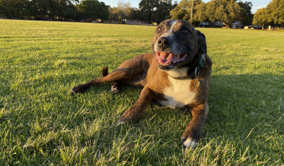 Bella the staffy cross from Mount Lawley.