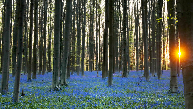 The sun rises over a carpet of wild Hyacinth flowers in the Hallerbos in Halle, Belgium. The wild Hyacinths, also known as Bluebells, are particularly associated with ancient woodland. 
