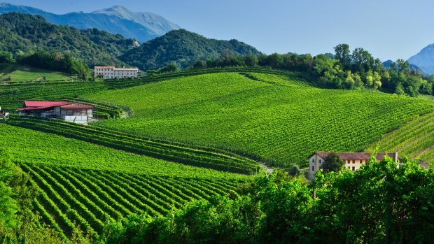 Vineyards on the rolling hills of Conegliano, which was added to the UNESCO list.
