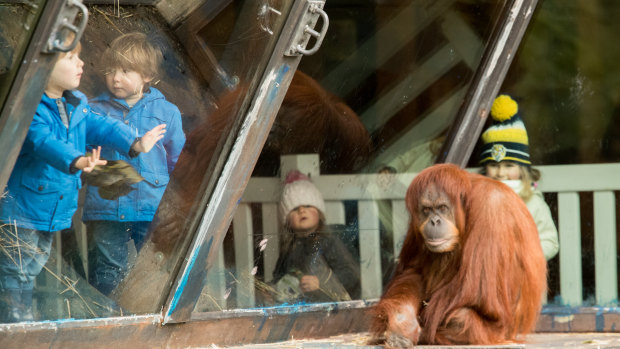 Families got a warm-ish welcome from this orang-utan when crowds returned to Melbourne Zoo on Monday.