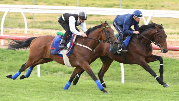 Setting the pace: The Ian Williams trained Magic Circle and Marmelo, ridden by Jockey Hugh Bowman, during track work at Werribee Racecourse in Melbourne.