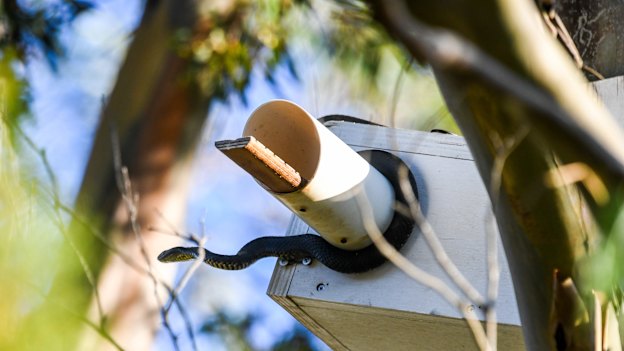 A snake wrapped around a nestbox at Melaleuca. This nest was empty before the snake arrived. 