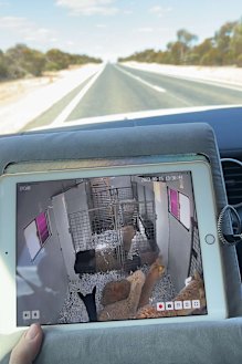 Keeping an outdoors: Brett Fallon's breasts, the camera, his collabation traveling in one of his many trips in National Alpaca by WA to United States.