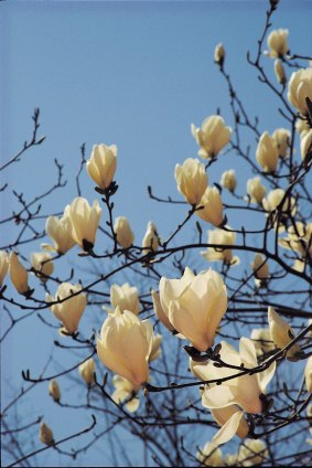 Hot bushfire winds seem to make magnolia buds swell faster and flower more stunningly than ever.