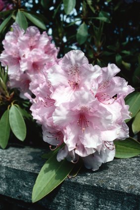 The Australian Rhododendron Society Victoria spring plant sale is on next weekend.