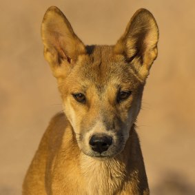 A dingo in outback WA (file image).