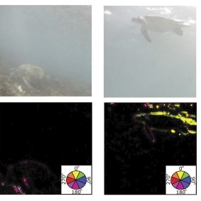 What a turtle looks like to a tiger shark on the seafloor and near the ocean surface at Ningaloo Reef.