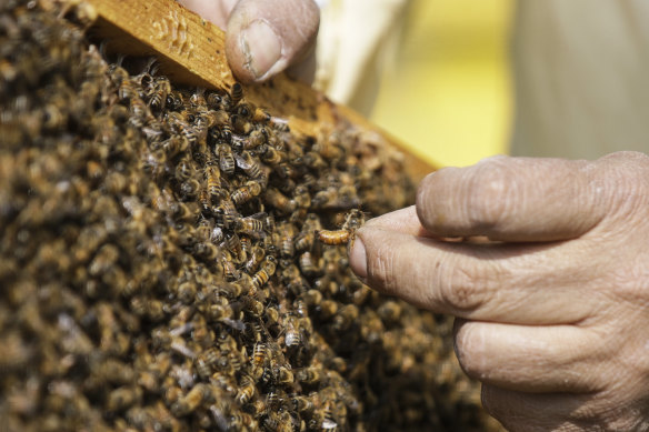 There are over 30,000 registered beekeepers in Australia – who own a total of 668,000 hives.