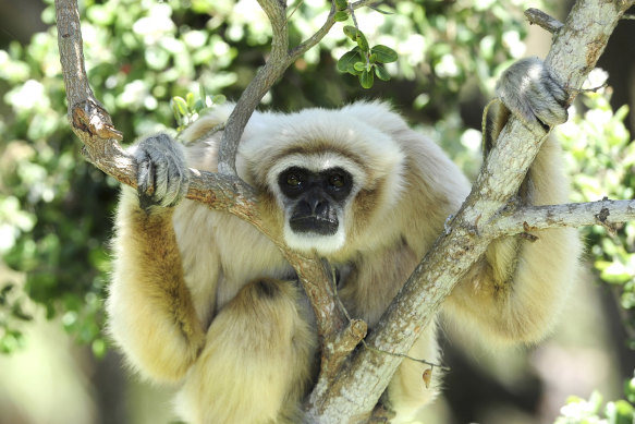 White-handed gibbon released into the wild in Thailand