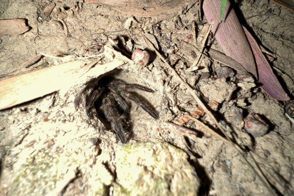 A mouse spider in its burrow. 