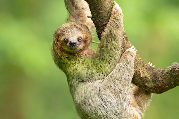 Welcome to sloth central.