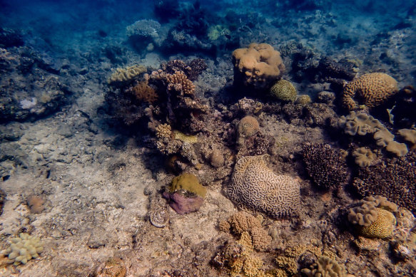 Coral bleaching on the northern Great Barrier Reef in September 2024.