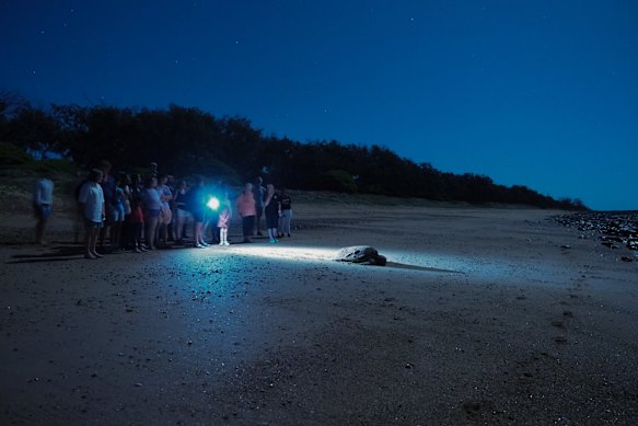 Guests watch a turtle depart at Mon Repos.