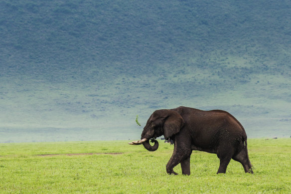 Elephant at the Ngorongoro Crater, Tanzania.