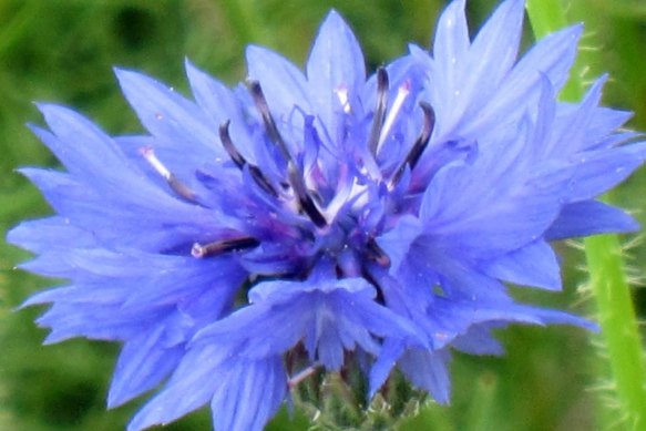 Like blue? Plant cornflowers.