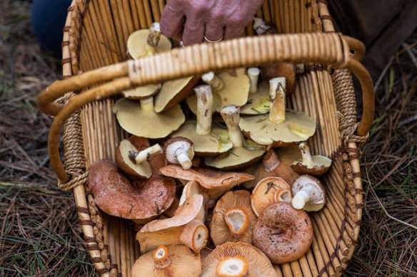 Pine mushrooms collected in Orange by Robbie Robinson (The Market Cat).
