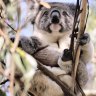 Environment ministers should lose sleep over state of koalas