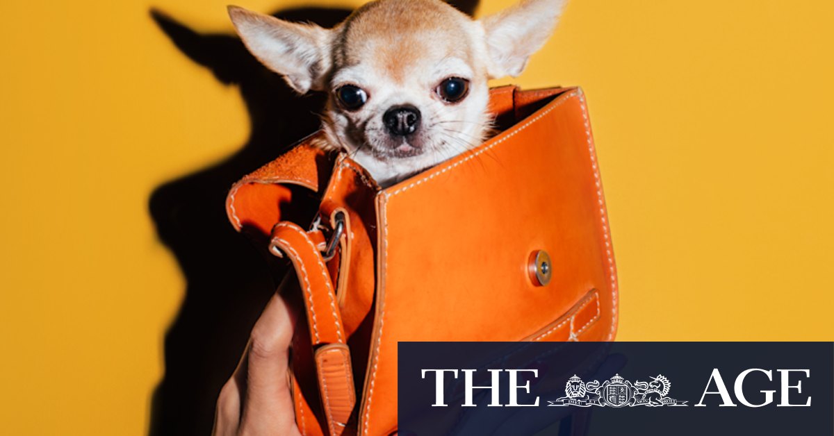 Meet the pet influencers making big money on social media - Vimarsana News