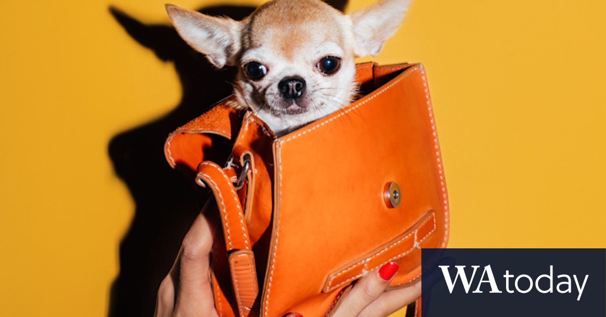Meet the pet influencers making big money on social media - Vimarsana News