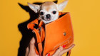 The pet influencer space has been growing steadily over the years.