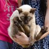 Claws come out in Cockburn amid push for City to consider cat ban