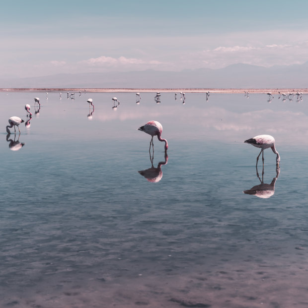Flamingos dine in one of the Atacama Desert’s salty lagoons.