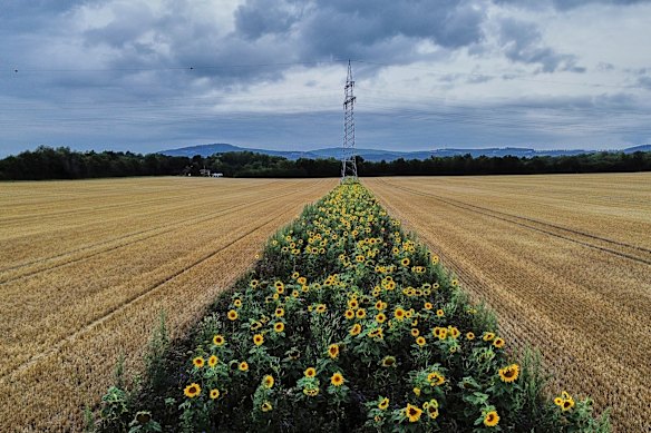 A small field of sunflowers is pictured in the outskirts of Frankfurt, Germany.