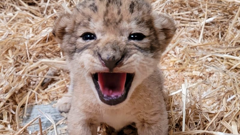 Two adorable lion cubs born on Valentine’s Day are thriving at Werribee Zoo