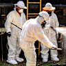 Cleanup workers are seen undertaking maintenance on a leaked sewerage pipe in Wentworth Park, Sydney, Friday, 5 December 2025.  Photo: Sam Mooy / The Sydney Morning Herald