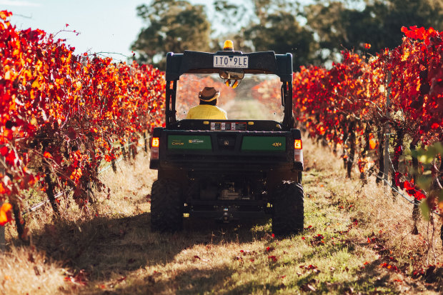 Iberian grapes are a speciality for Stanton & Killeen.