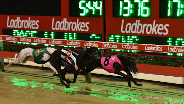 Chasing gold: Big Butters (pink rug) is one of two greyhounds for Adam and Andrew Crouch in the final of the Million Dollar Chase.