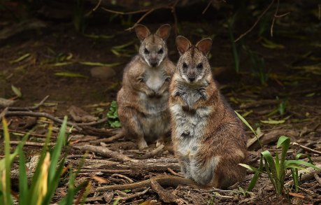 The endangered parma wallabies, scientifically known as Macropus Parma, on the sanctuary owned by Peter Pigott.