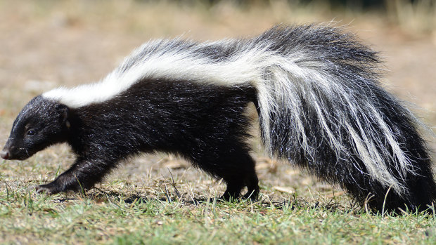 The beauty of the skunk is matched by the revolting power of its smell.