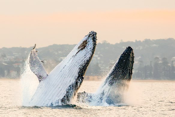Two humpback whales breaching near Manly in Sydney earlier this week.