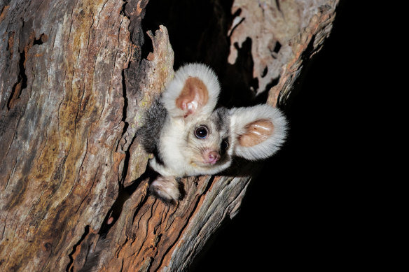 The greater glider, once common across the eastern seaboard, is now endangered.