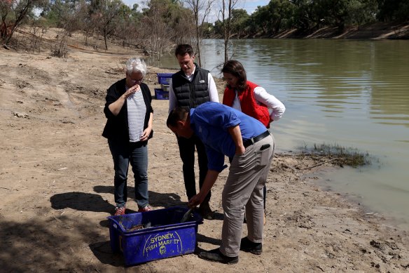 NSW Premier Chris Minns, Environment Minister Penny Sharpe, MLC Rose Jackson and Barwon independent Roy Butler inspect dying fish in Menindee.