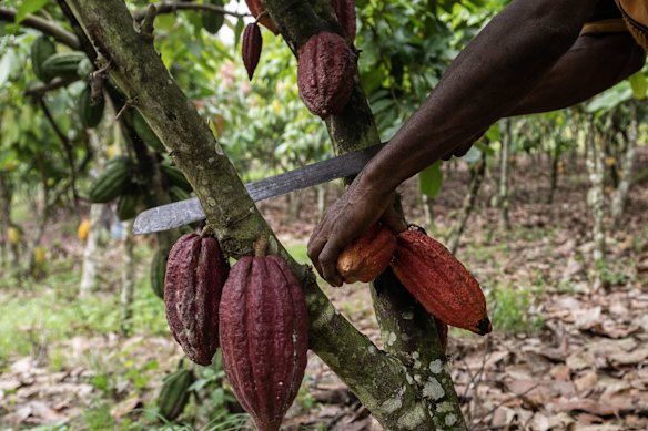 A farmer cuts down cocoa pods from a tree on his farm in Azaguie, Ivory Coast. 