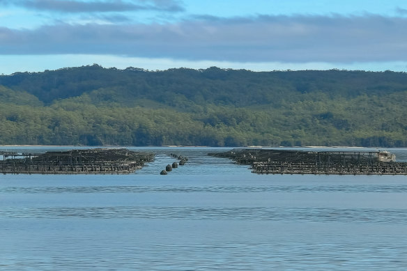 Atlantic salmon pens in Macquarie Harbour.