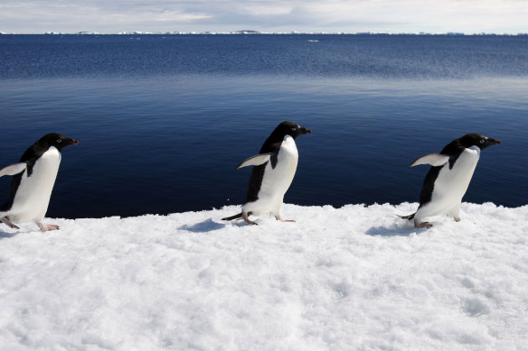 There are growing concerns about the loss of local avian populations, including Adélie penguins, in Antarctica. 