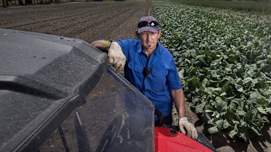 Farmer Paul Gazolla is having to dump 30 per cent of his vegetables because he doesn’t have enough staff to pick them.