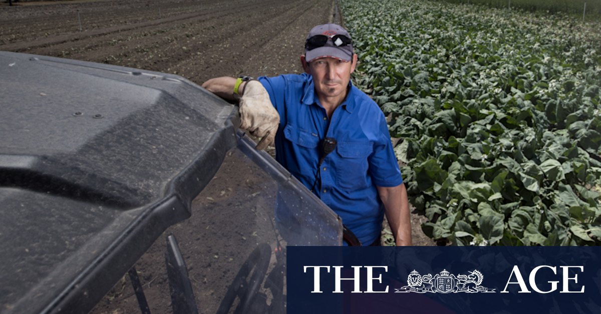 COVID Victoria: Farmers dump produce as supply chain crisis bites - Vimarsana News