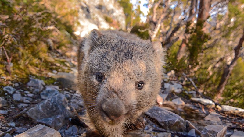 Wombats leave square poo on rocks and logs. Scientists think they know why