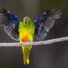 The parrot clawing its way back from the brink, one nest at a time
