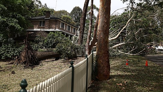 A fallen tree branch on Dumaresq St in Gordon.