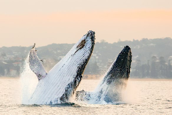 Two humpback whales breaching off the coast of Manly this week.
