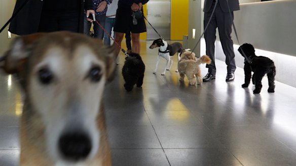 Pet-owning renters have established stronger rights, but will landlords dodge them by switching to holiday letting?